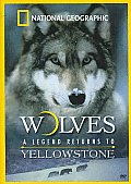 Wolves:legend Returns To Yellowstone