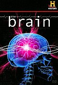 Brain
