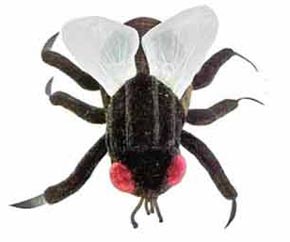 House Fly: Musca Domestica (Giant Microbes)
