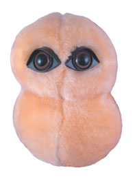 Pneumonia: Streptococcus Pneumoniae (Giant Microbes)