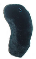 The Plague - Black Death: Yersinia Pestis (Giant Microbes) Cover