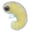 Bookworm: Anobium Punctatum (Giant Microbes) Cover