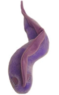 Sleeping Sickness: Trypanosoma Brucei (Giant Microbes) Cover