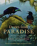 Drawn from Paradise: The Discovery, Art and Natural History of the Birds of Paradise
