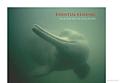 Witness to Extinction: How We Failed to save the Yangtze River Dolphin