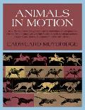 Animals in Motion Cover