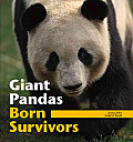 Giant Pandas: Born Survivors