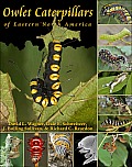 Owlet Caterpillars of Eastern North America