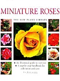 Miniature Roses