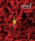 Reef