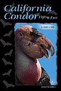 California+condor+flying