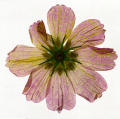 The Afterlife of Flowers