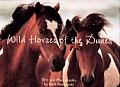 Wild Horses of the Dunes