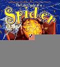 The Life Cycle of a Spider
