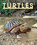 Turtles