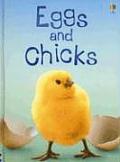 Eggs and Chicks - Internet Referenced (Level 1) (Beginners Nature)