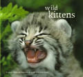 Wild Kittens