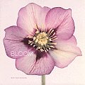 Bloom Cover
