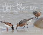 Life Along the Delaware Bay: Cape May Gateway to a Million Shorebirds