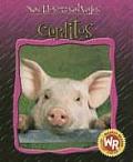 Cerditos (Little Pigs) (Nacidos Para Ser Salvajes)