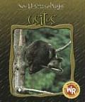 Ositos (Little Bears) (Nacidos Para Ser Salvajes)