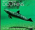 Bottlenose Dolphins