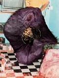Stephen Gill: Hackney Flowers Cover