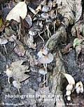 Phantograms from Nature, Western USA