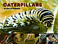 Caterpillars