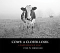 Cows: A Closer Look: A Photographic Essay