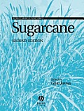 Sugarcane