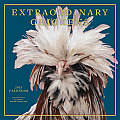 Extraordinary Chickens 2013 Wall Calendar