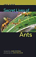 Secret Lives of Ants