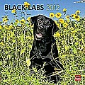 Black Labs