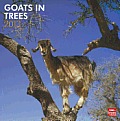 Goats in Trees 2013 Square 12x12 Wall Calendar Cover