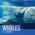 Face to Face with Whales (Face to Face with Animals) Cover