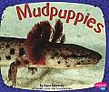 Mudpuppies (Amphibians)