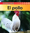 El Pollo (Chicken) (Ciclo de Vida)