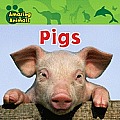 Pigs