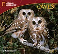 Owls: National Geographic 2013 Wall Calendar Cover