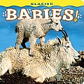 Glacier Babies (Large Print)