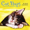 Cat Naps: The Key to Contentment