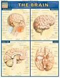 Brain