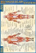 Muscular System Quickstudy Pocketsize Me