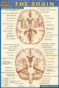 Brain Laminate Reference Chart (Pocket) Cover