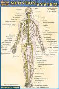 Nervous System Laminate Reference Chart (Pocket)