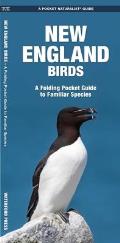 New England Birds (Pocket Naturalist)