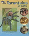 Tarantulas Up Close (Zoom in on Animals!) Cover