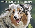 Just Australian Shepherds