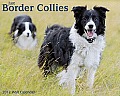 Just Border Collies